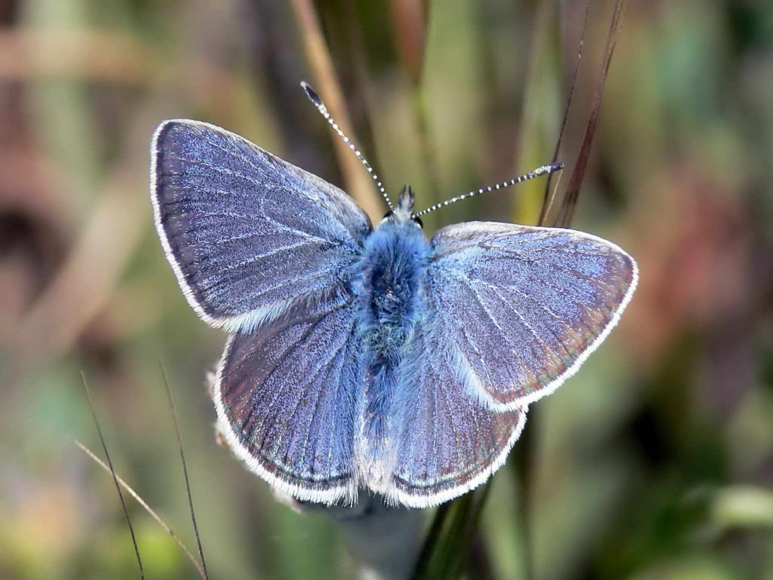 L'azuré bleu céleste, ou bel-argus (Lysandra bellargus), éclat de bleu métallique