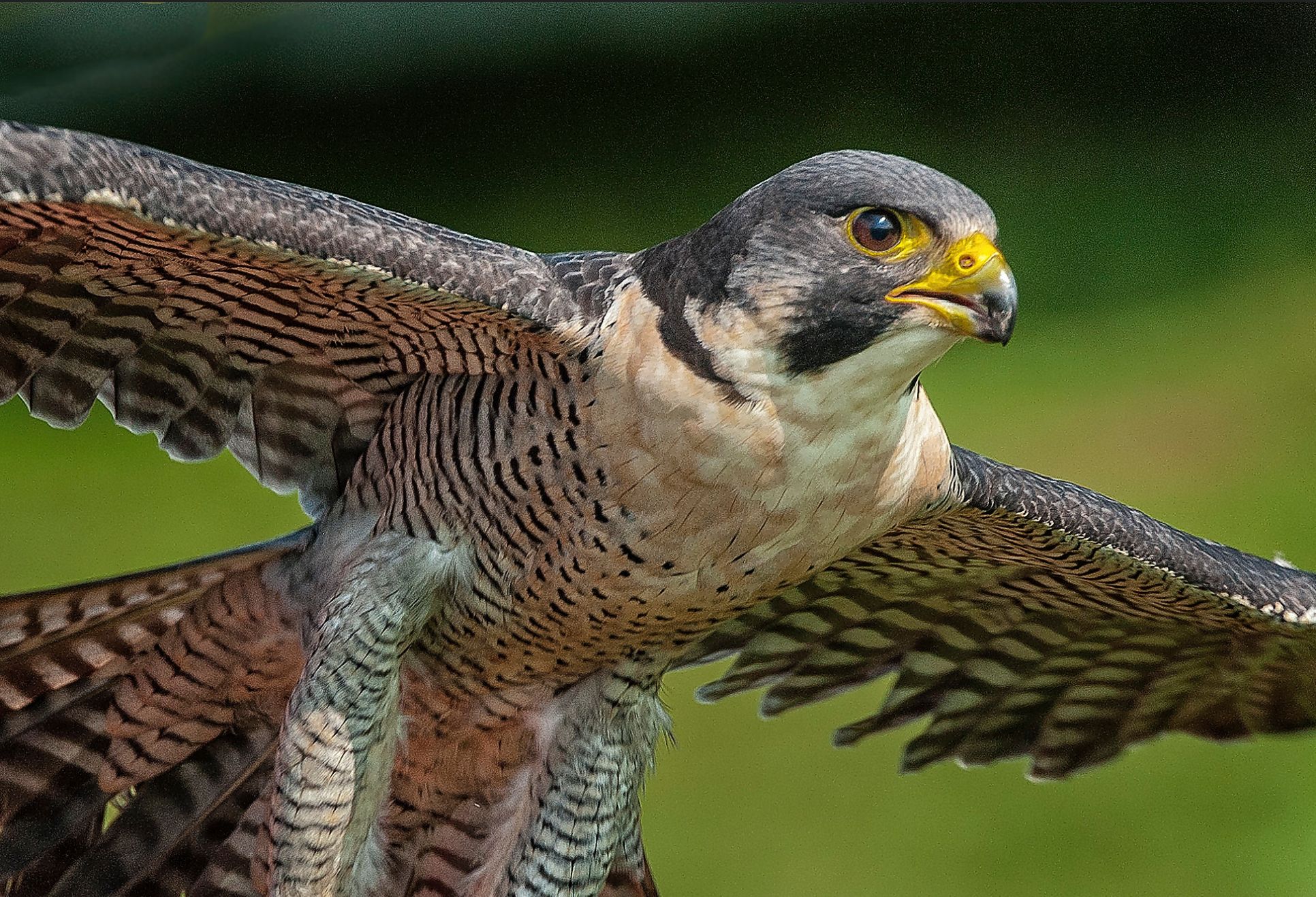 Le faucon pèlerin (Falco peregrinus), de retour sur les falaises de craie