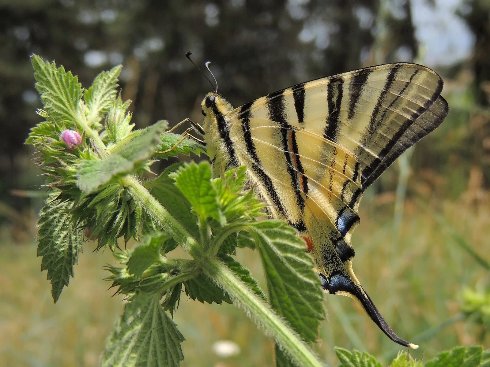 Le flambé (Iphiclides podalirius), grand papillon aux ailes striées de noir