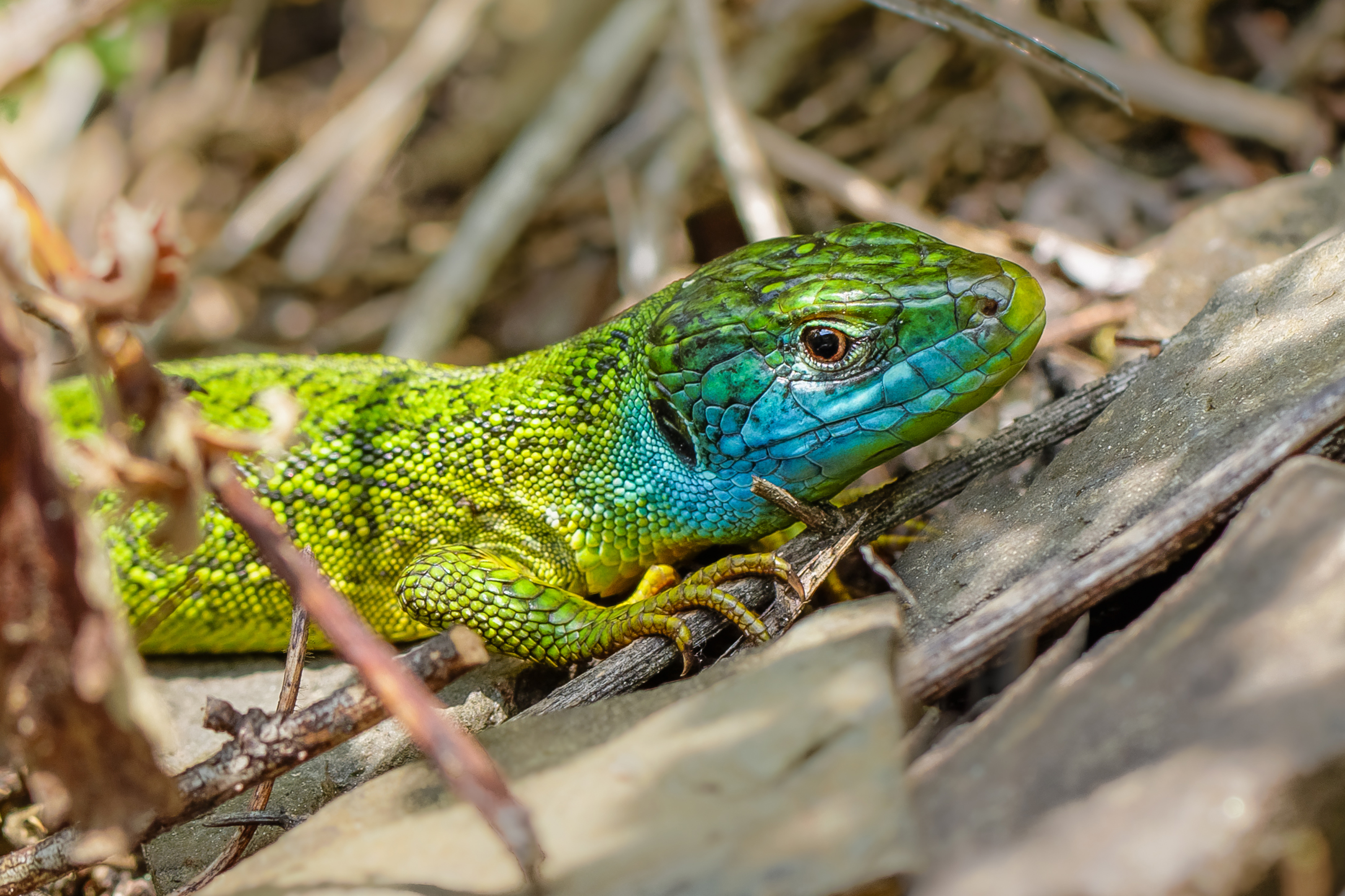 Le lézard vert occidental (Lacerta bilineata), reptile thermophile des pentes ensoleillées