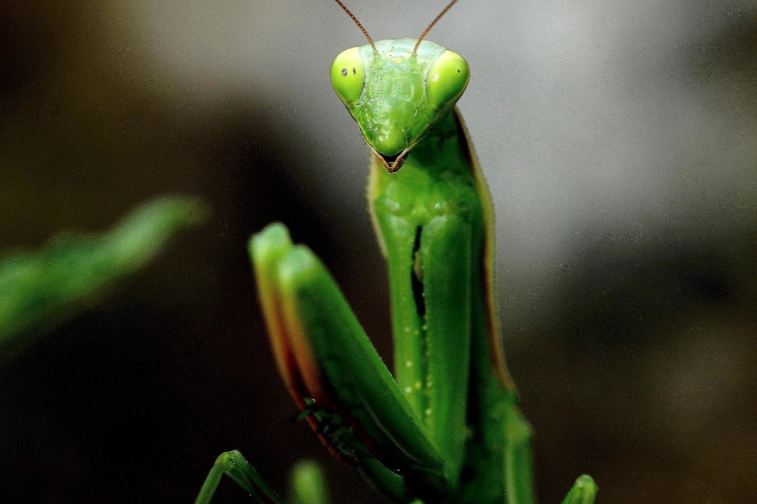 La mante religieuse (Mantis religiosa), prédatrice embusquée dans les herbes sèches