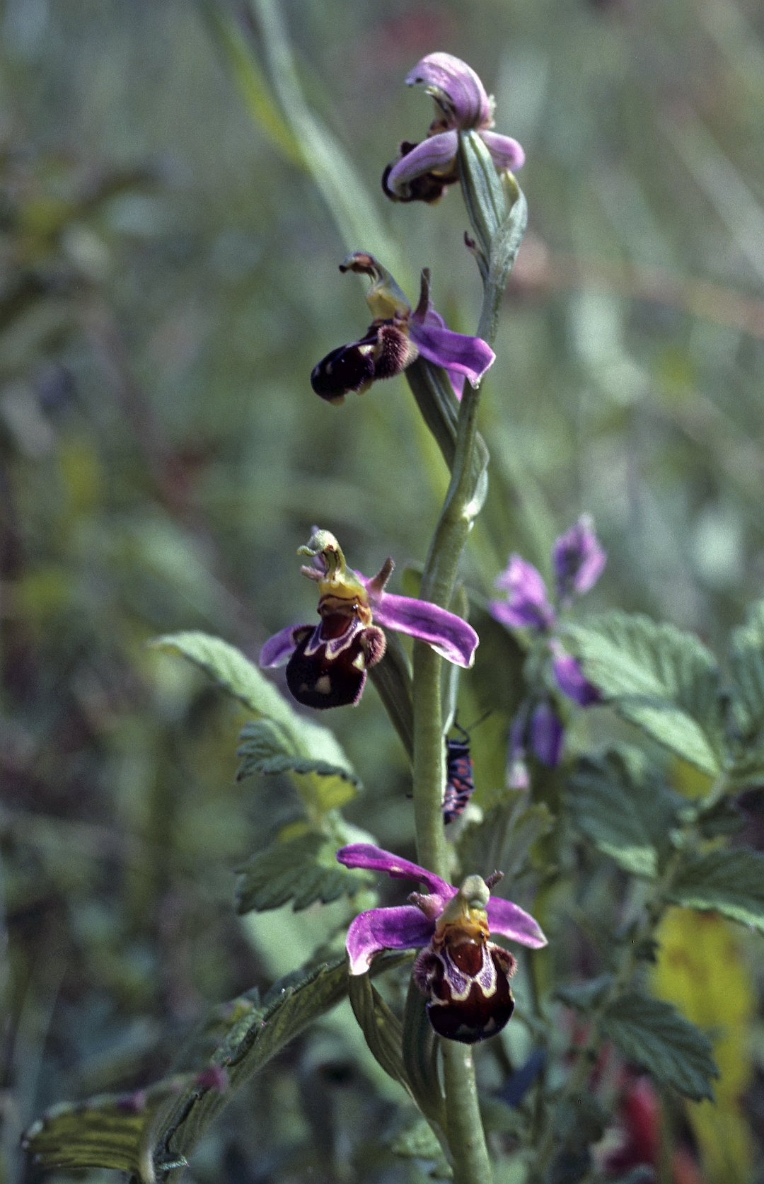 L'ophrys abeille (Ophrys apifera), orchidée qui imite l'insecte pour se faire polliniser