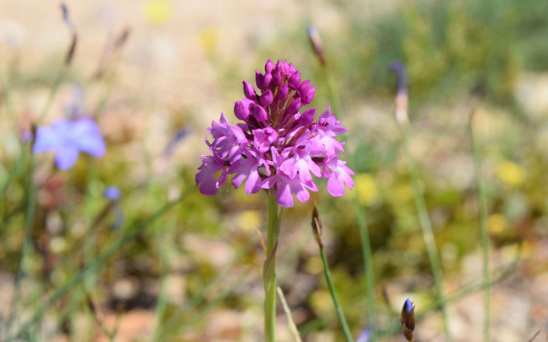 L'orchis pyramidal (Anacamptis pyramidalis), aux denses pyramides roses