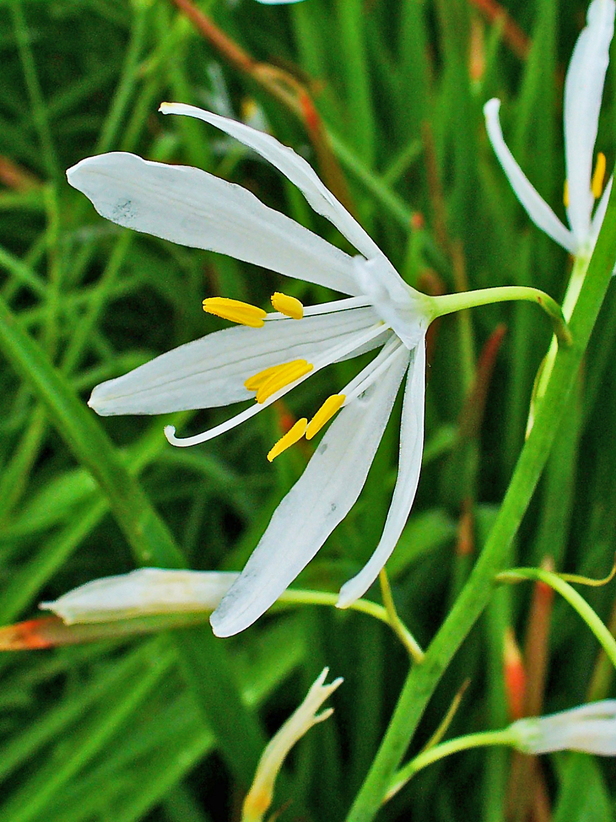 La phalangère à fleur de lis (Anthericum liliago), protégée en Île-de-France