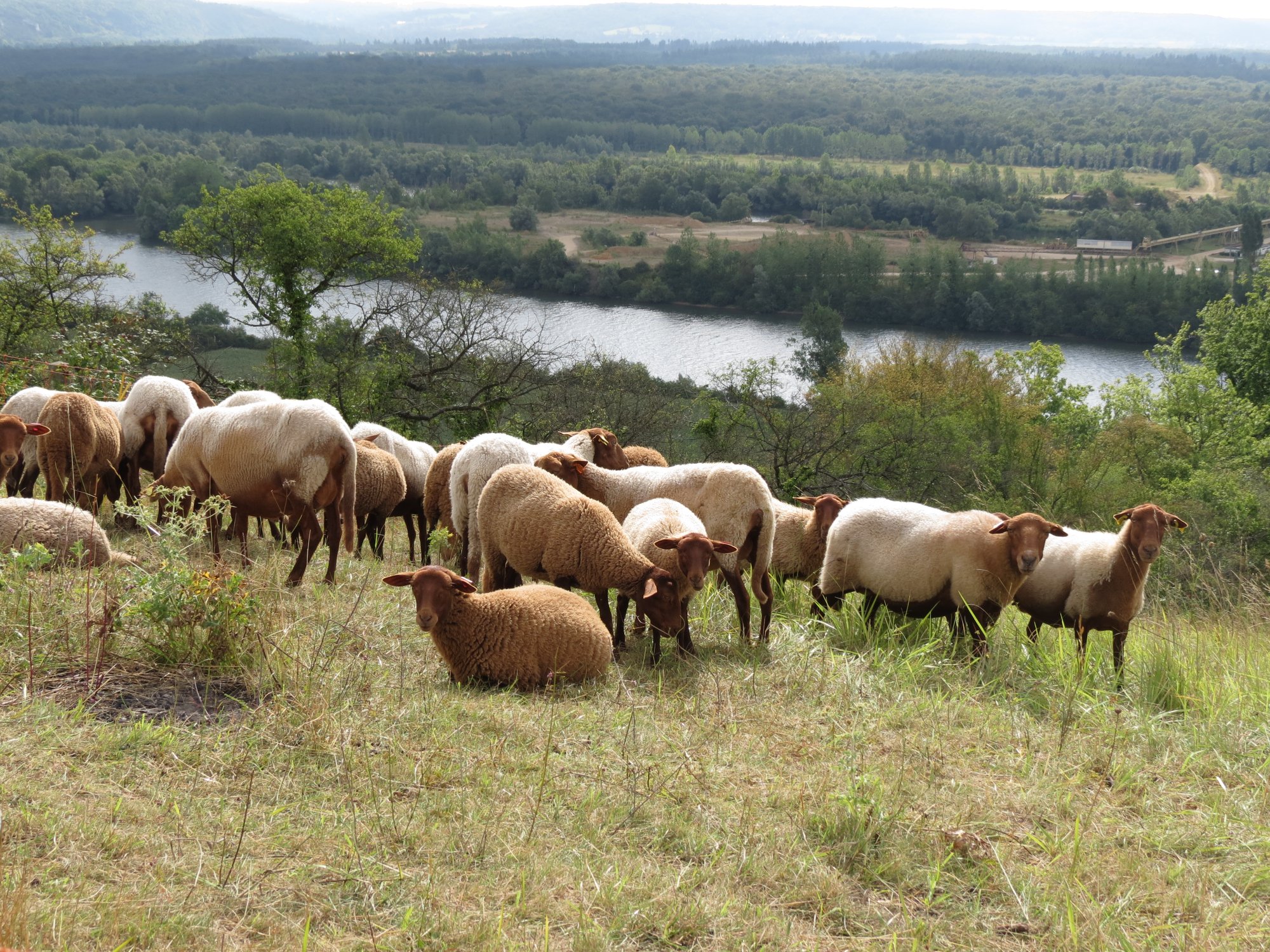 Troupeau de moutons en pâturage conservatoire sur les coteaux de la Seine à Gommecourt