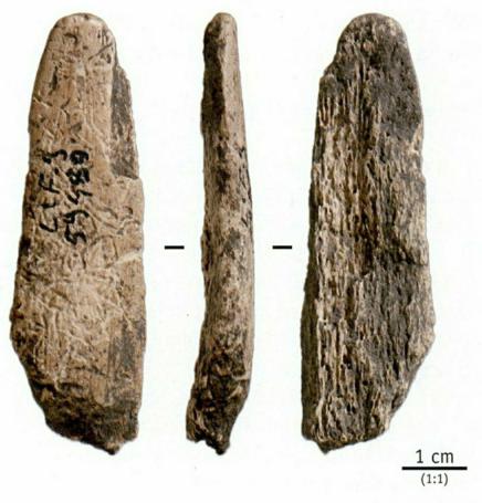 Outil tranchant sur segment longitudinal d’andouiller 
